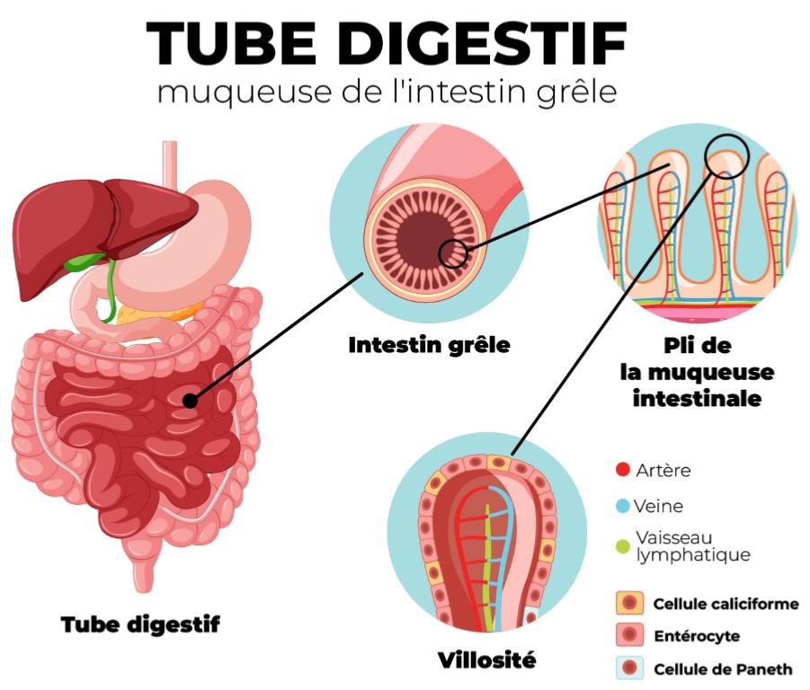 Tube digestif